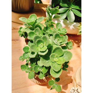 Cây nhất mạt hương, cây phong thủy, cây để bàn