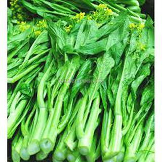 Hạt giống rau cải ngồng mập (20g)