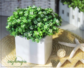 Combo 10 Chùm Hoa Ngâu Điểm 0845