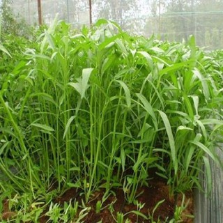 HẠT GIỐNG RAU MUỐNG F1