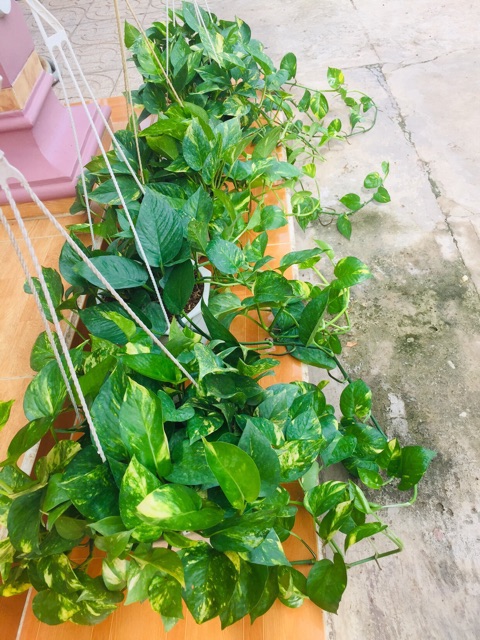 Cây trầu bà Hoàng Ngọc