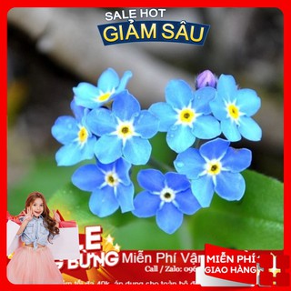 Hạt Giống Hoa Lưu Ly - 50 Hạt / Gói