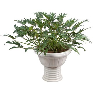 Cây trầu bà cánh phượng