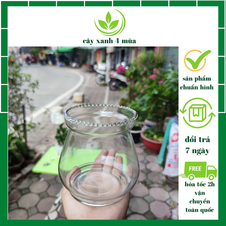 Bình thủy tinh miệng loe để trồng cây thủy sinh kèm giá đỡ
