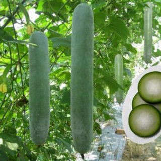 Hạt giống bí xanh/ bí sặt