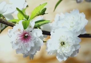 Cây giống nhất chị mai nhỏ