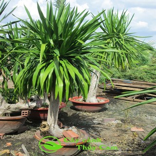 Cây phát tài núi mang đến may mắn, tài lộc cho gia chủ