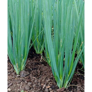 2500 Hạt Giống Hành Lá Cao Sản Trồng Bốn Mùa ( 1058 )