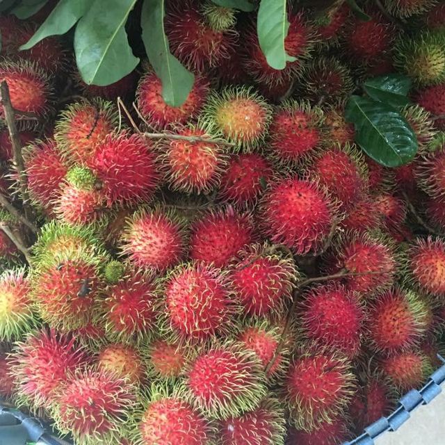 [HCM] 1 Kg Chôm Chôm Thái / Tróc miền Tây NTFood - Nhất Tín Food