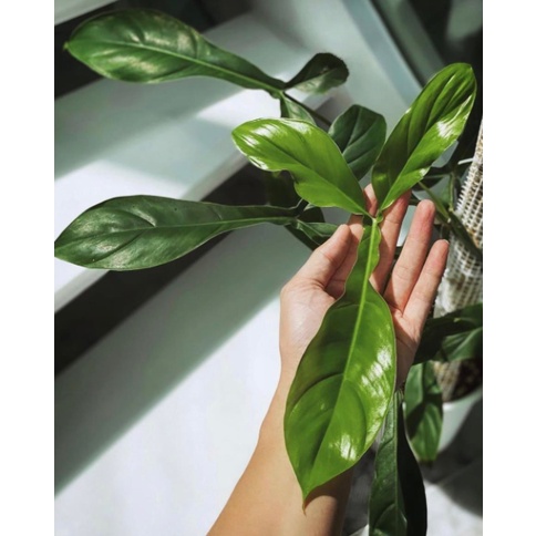 Philodendron 69689 - kiểng lá trang trí trong nhà, bàn làm việc - cây dễ sống dễ chăm