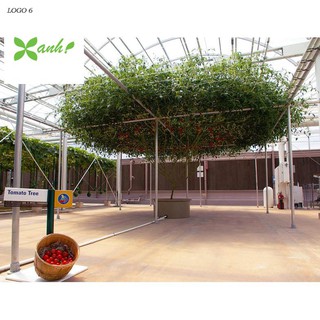 Hạt giống cà chua bạch tuột