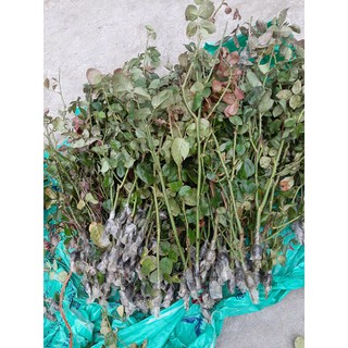 Cành Chiết Hồng Cổ Tàu (Giống Hoa Hồng)