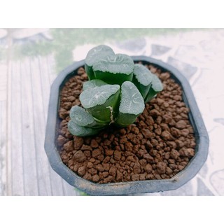 Sen đá Haworthia truncata