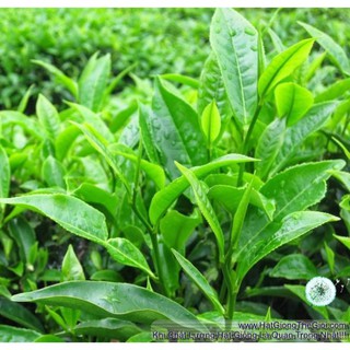 15h Hạt Giống Trà Xanh/ Chè - Tea Tree (Camellia sinensis)