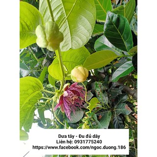 Hạt dưa tây - 20 hạt