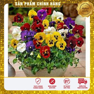 Hạt Giống Hoa Pansy Mix 100 Hạt