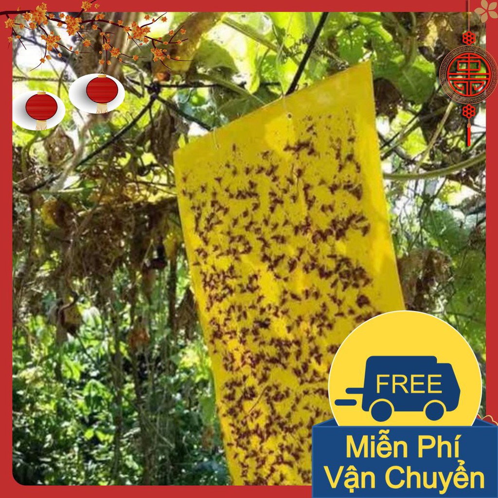 Miếng bẫy dính ruồi vàng 2 mặt ( 20x25cm ) <://:>