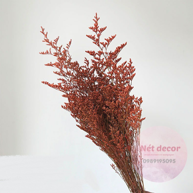 Bó Hoa Đuôi Công thật sấy khô decor