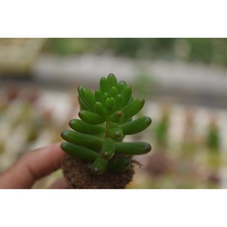 Sen đá thạch ngọc nho mini 2-4cm