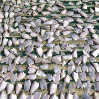 Khô cá sặc