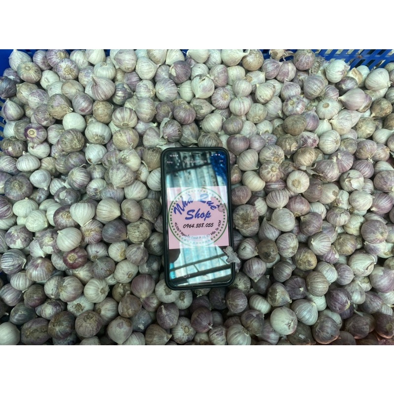 1kg Tỏi cô đơn Phan Rang làm tỏi đen size to (có bỏ sỉ) | BigBuy360 - bigbuy360.vn