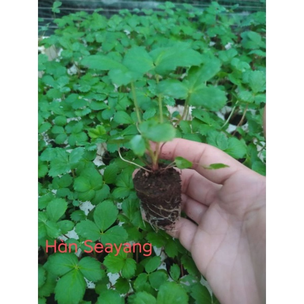 Combo 10 cây dâu tây Hàn Seahyang cấy mô