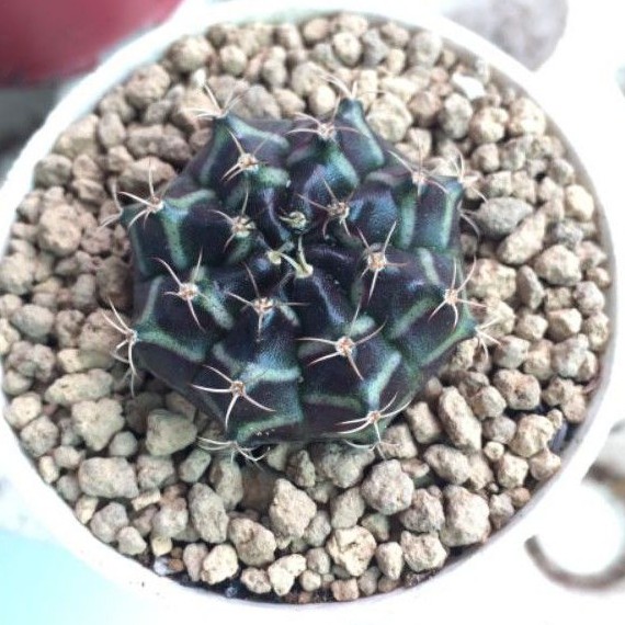 Xương rồng gym vân tím (1)