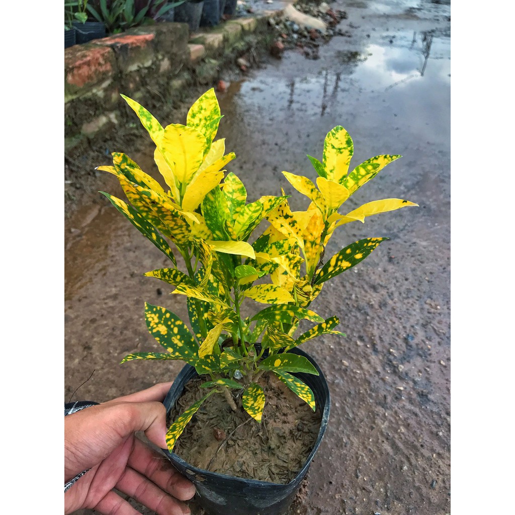 Cây Cô Tòng - Vàng Anh  Cao 20-25cm Lá Xanh Đốm Vàng  Làm Cây Trang Trí Cảnh Quan Sân Vườn