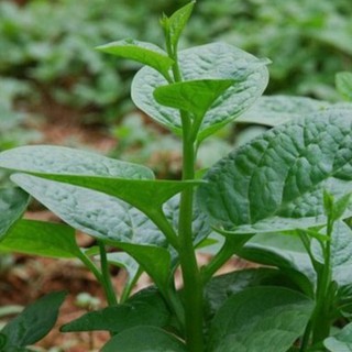 20gr hạt giống rau mồng tơi