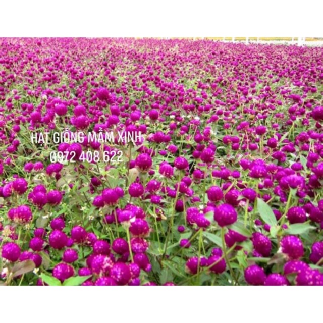 1000 Hạt giống hoa bách nhật tím. Bao nảy mầm tốt, chuẩn mặt hoa 100%