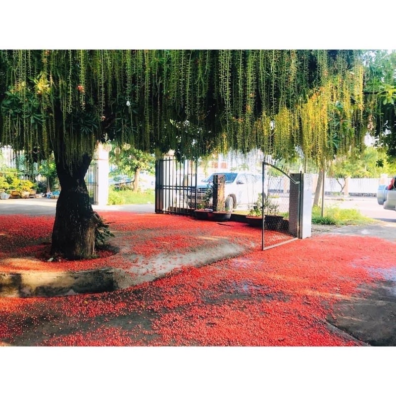 Cây hoa Lộc vừng