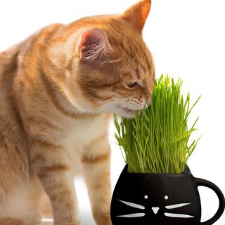 100g Hạt Giống Trồng cỏ lúa mì cho mèo- Hạt giống cỏ lúa mì