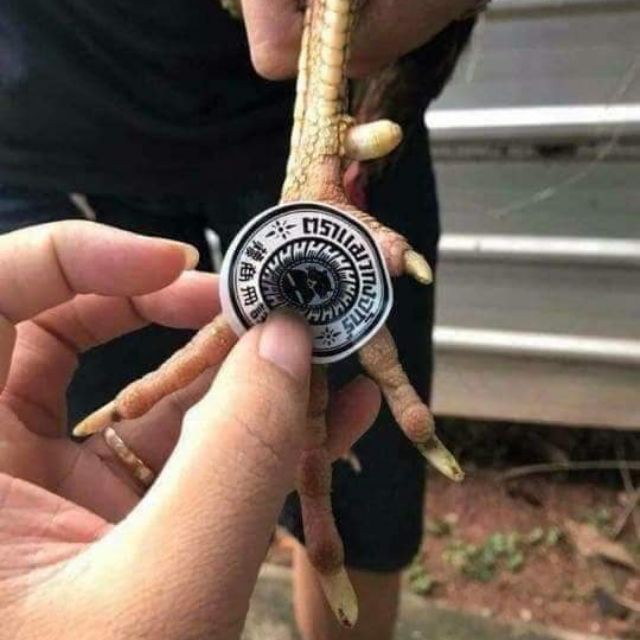 Miếng dán ké chậu gà đá