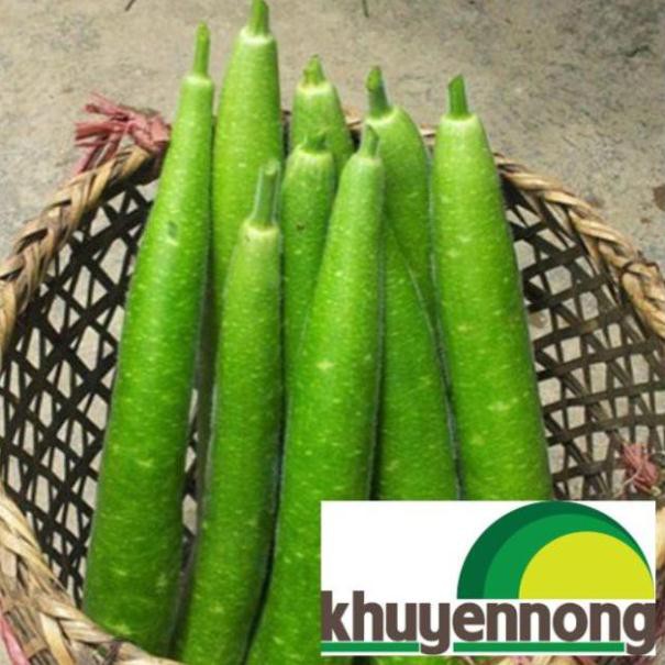 Hạt giống bầu sao dài 5 hạt