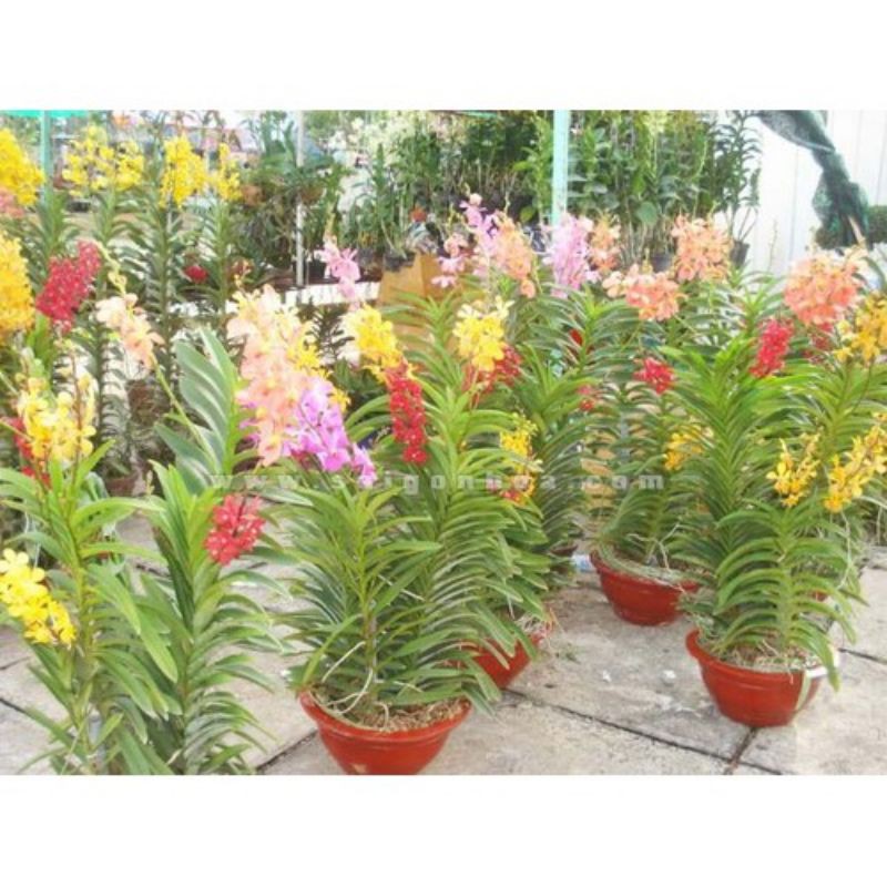 Combo 3 Cây Lan Giống Mokara màu Tím,Hồng,Vàng,cây cao 20-30cm