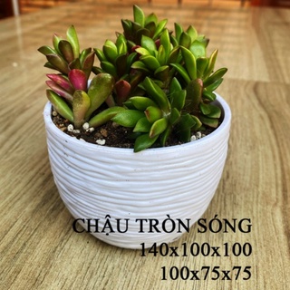 Chậu nhựa sen đá