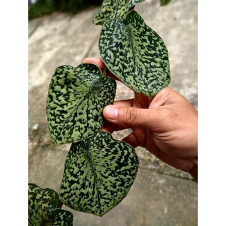 Bạch Đàn Skindapsus Nguyên Bản