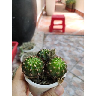 xương rồng lobi