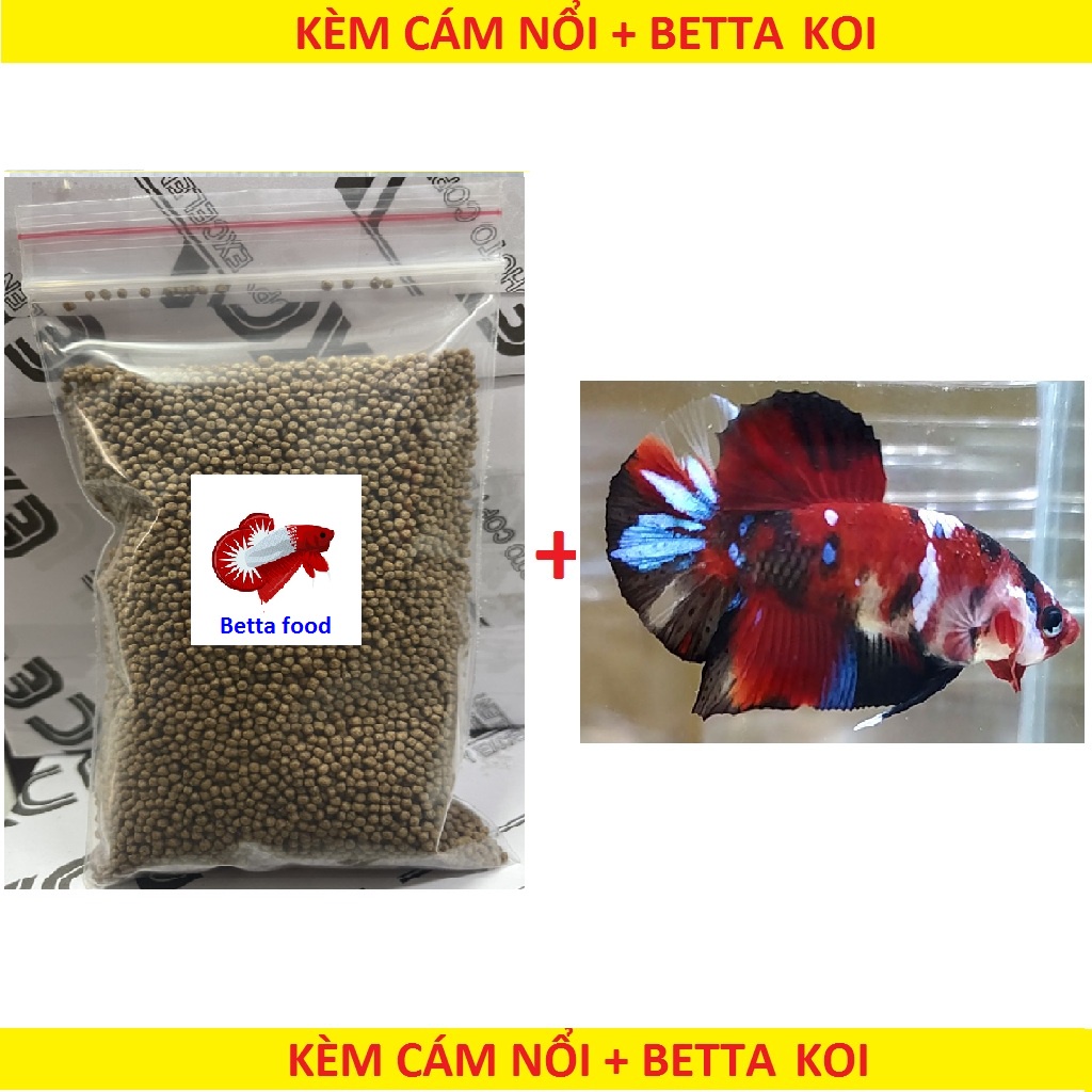 CÁM BETTA 10G TẶNG BETTA KOI