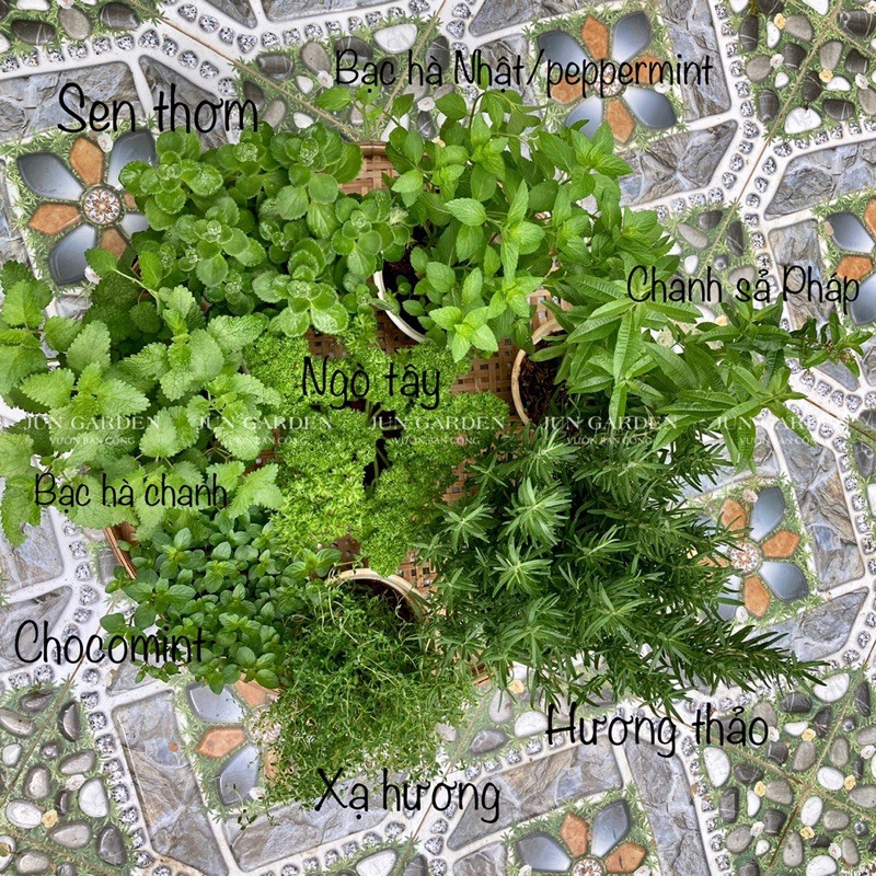 Combo 8 cây gia vị Âu, thảo mộc: hương thảo, xạ hương thyme, sen thơm, ngò tây, 3 loại bạc hà, chanh sả Pháp