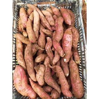 Khoai lang tím bao ngon 1kg