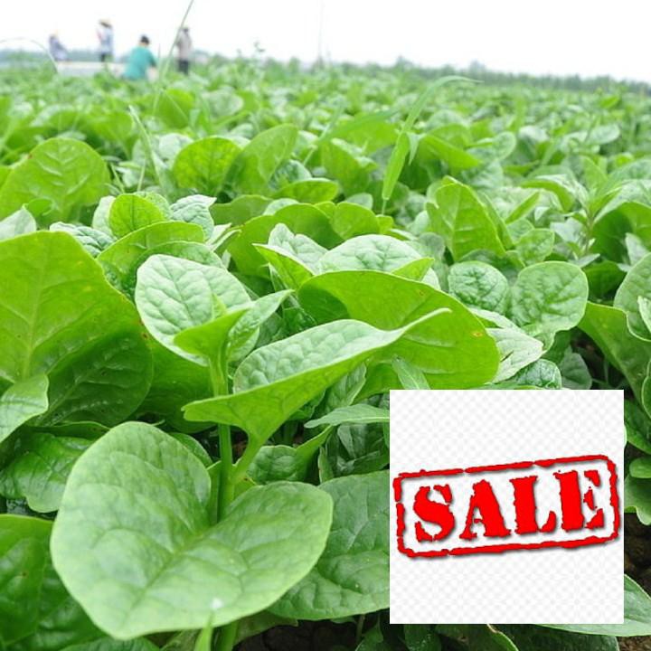 Gói 10 gr  giống rau mùng tơi SALE