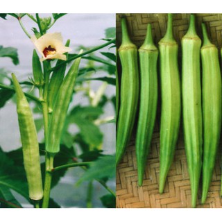 Hạt giống đậu bắp