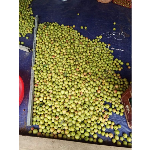 Táo mèo má hồng táo mèo đồi thông túi 5kg