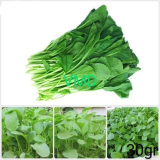 Hạt giống Cải Bẹ Trắng Ăn Non