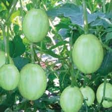 Hạt giống Dưa hấu non (dưa canh)