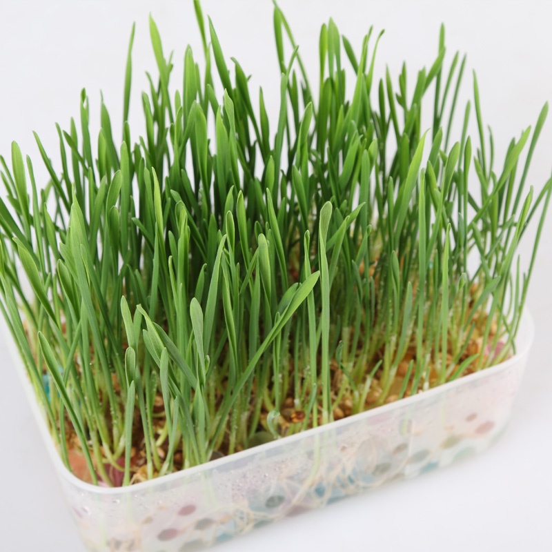 Hạt Giống Mầm Lúa Mạch (Cỏ Lúa Mì) Phú Nông Dễ Trồng- Gói 100gr (HPN-016)