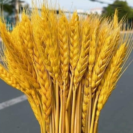 100 cành -Bó Hoa Bông Lúa Mạch Khô Decor Trang Trí siêu đẹp