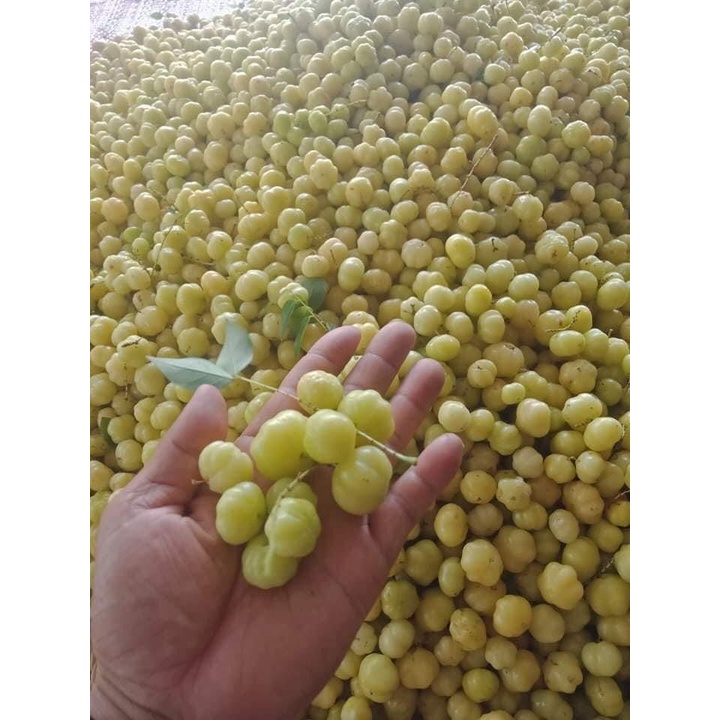 1KG CHÙM RUỘT SÓC MUỐI ỚT ĐƯỜNG CHUA NGỌT ĐẶC SẢN MIỀN TÂY