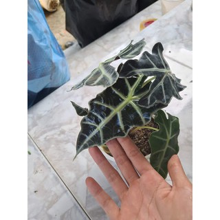 Môn Quan Âm (Alocasia amazonica)